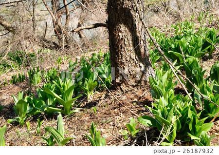 早春の山地にオオバイケイソウ若葉 早春の山地にオオバイケイソウ若葉 26187932
