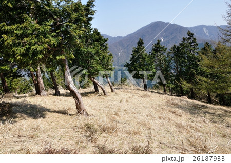 大室山の植林帯より望む丹沢主稜 大室山の植林帯より望む丹沢主稜 26187933