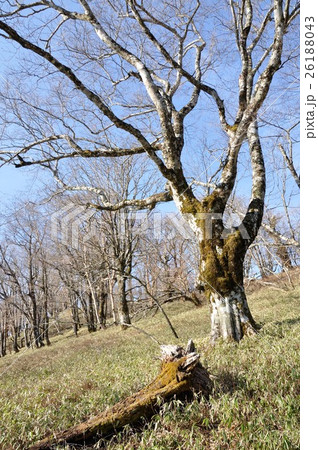 丹沢 ヤタ尾根の大木 丹沢 ヤタ尾根の大木 26188043