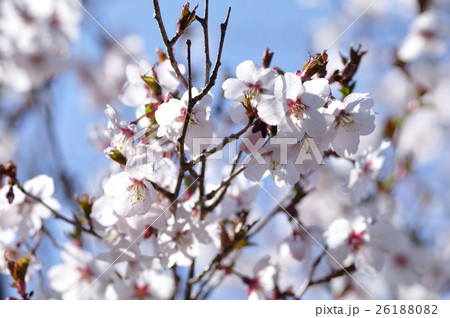 マメザクラ 26188082