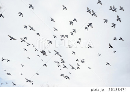 大空に飛び立つ鳩ハト運動会や結婚式のオープニングの写真素材 大空に飛び立つ鳩ハト運動会や結婚式のオープニングの写真素材