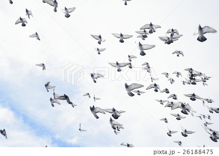 大空に飛び立つ鳩ハト運動会や結婚式のオープニングの写真素材