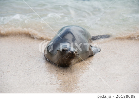 泳ぐガラパゴスアザラシ 26188688