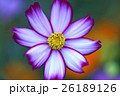コスモス 26189126