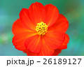 コスモス 26189127