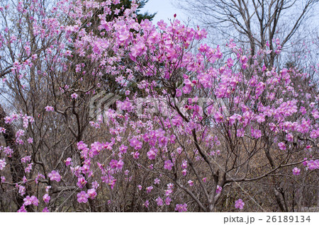 アカヤシオ アカヤシオ 26189134