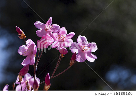 アカヤシオ アカヤシオ 26189136