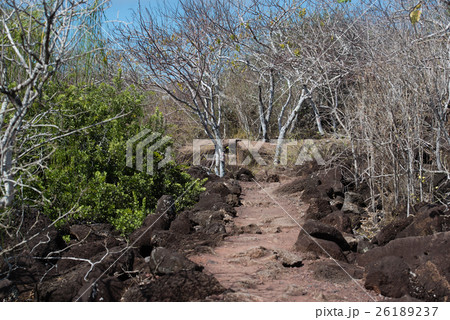 セロ・ティヘレタス 26189237