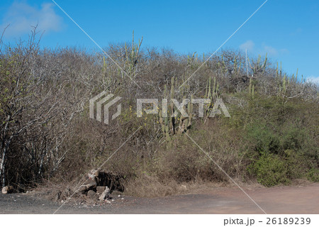 セロ・ティヘレタス 26189239