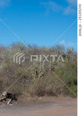 セロ・ティヘレタス セロ・ティヘレタス 26189240