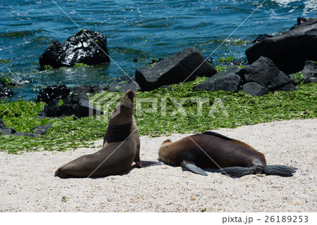 イスラ・ロボス（アシカの島）のアザラシ 26189253