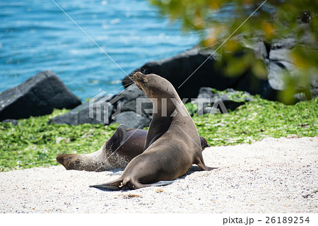 イスラ・ロボス(アシカの島)のアザラシ イスラ・ロボス(アシカの島)のアザラシ 26189254
