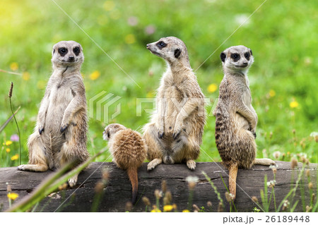 Suricata Suricatta Meerkat Animals Sitting on Log 26189448
