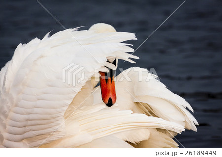Shy Swan. White Swan Bird Hiding Face in the Wing. 26189449