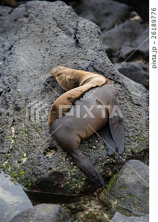 サンクリストバルのアザラシ サンクリストバルのアザラシ 26189776