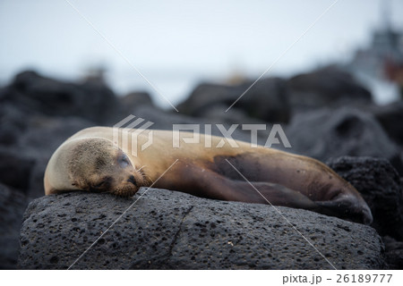 サンクリストバルのアザラシ 26189777