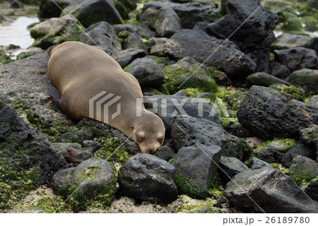 サンクリストバルのアザラシ サンクリストバルのアザラシ 26189780