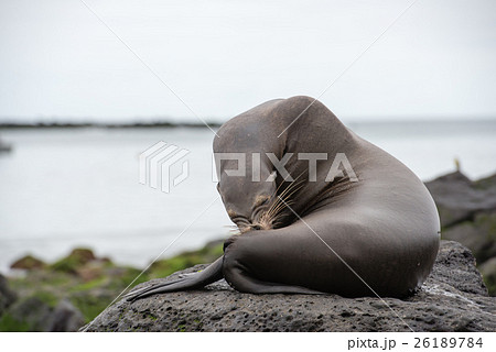 サンクリストバルのアザラシ 26189784