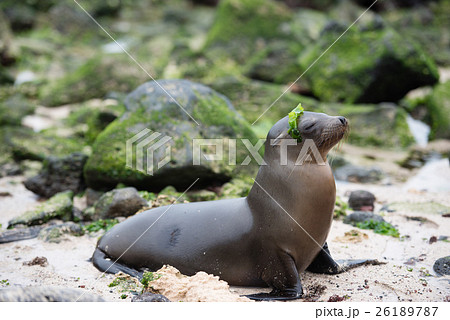 サンクリストバルのアザラシ 26189787