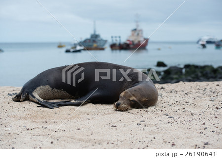 サンクリストバルのアザラシ 26190641