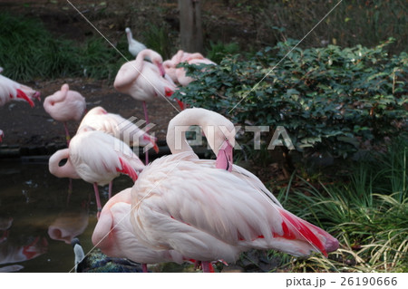 東武動物公園 26190666