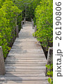 Wooden walkway bridge with Ceriops Tagal field  26190806