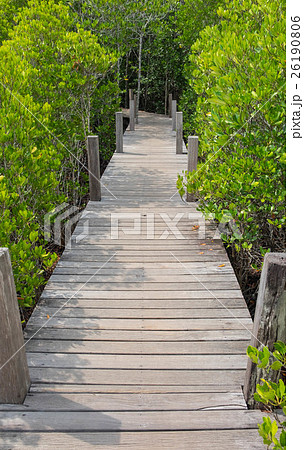 Wooden walkway bridge with Ceriops Tagal field Wooden walkway bridge with Ceriops Tagal field 26190806