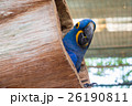 Hyacinth macaw or Hyacinthine macaw in wooden nest 26190811
