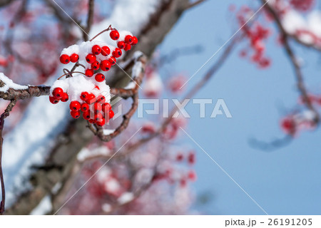 雪を被ったナナカマドの実 26191205