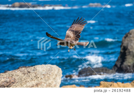 磯で獲物を狙う鳥の写真素材 [26192488] - PIXTA