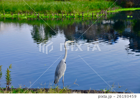 浮島神社　アオサギ 26193459