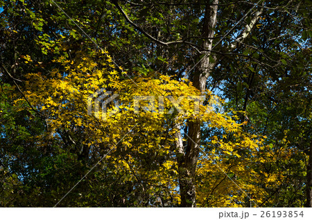 黄葉したカエデ 26193854