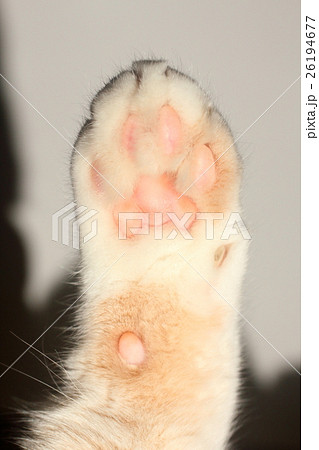 猫の肉球 猫の肉球 26194677