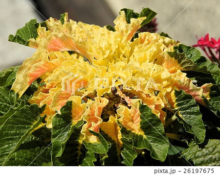 ハゲイトウ/立川´ ハゲイトウ/立川´ 26197675