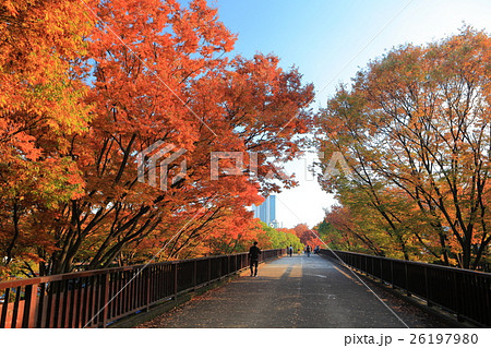 代々木公園渋谷門歩道橋の紅葉 代々木公園渋谷門歩道橋の紅葉 26197980