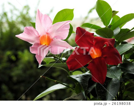 サンパラソル／八王子 26198038