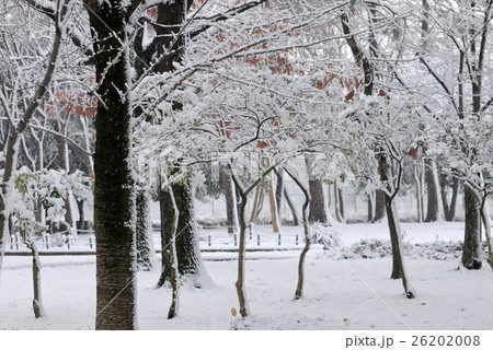 木々の雪. 26202008