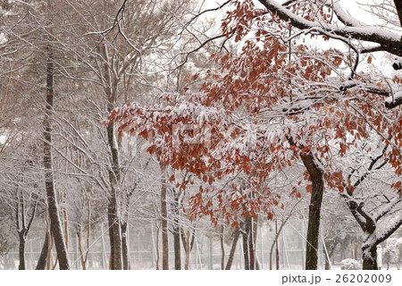 紅葉に雪. 26202009