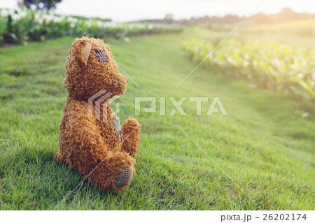 Cute Teddy bears sitting on grass at sunset 26202174
