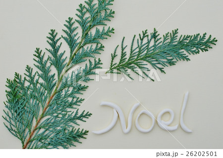 コニファー 26202501