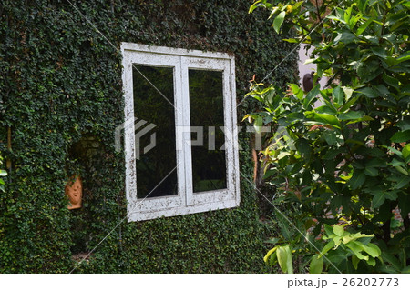 brick window with green vines in countryside brick window with green vines in countryside 26202773