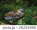 Amur tiger rest in the green overgrown. 26202988