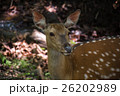 Sika deer looking ahead. 26202989