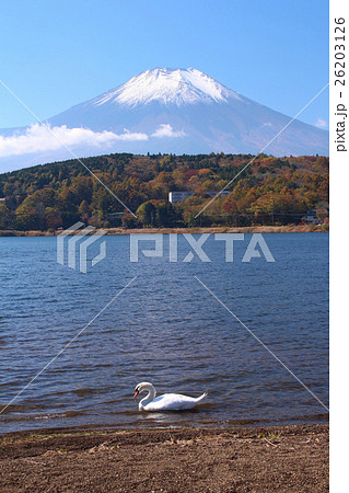 山中湖と富士山 26203126
