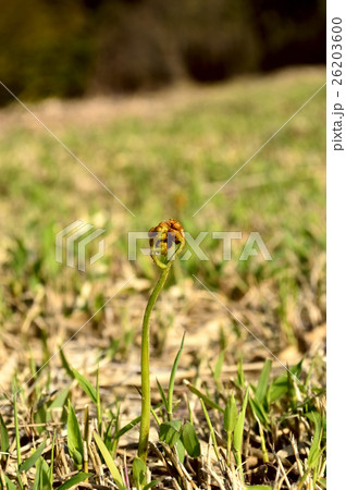 春の山菜ワラビ 春の山菜ワラビ 26203600