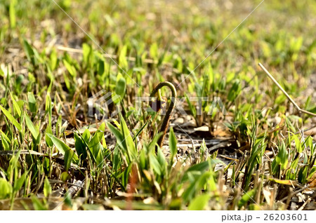 春の山菜ワラビ 26203601