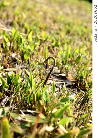 春の山菜ワラビ 春の山菜ワラビ 26203602