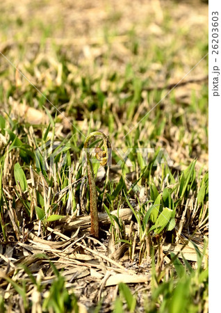 春の山菜ワラビ 春の山菜ワラビ 26203603
