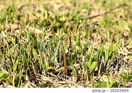 春の山菜ワラビ 26203604