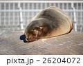 アシカのお昼寝 26204072